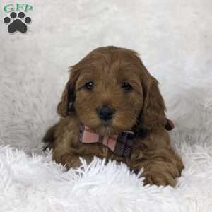 Bouquet, Mini Goldendoodle Puppy